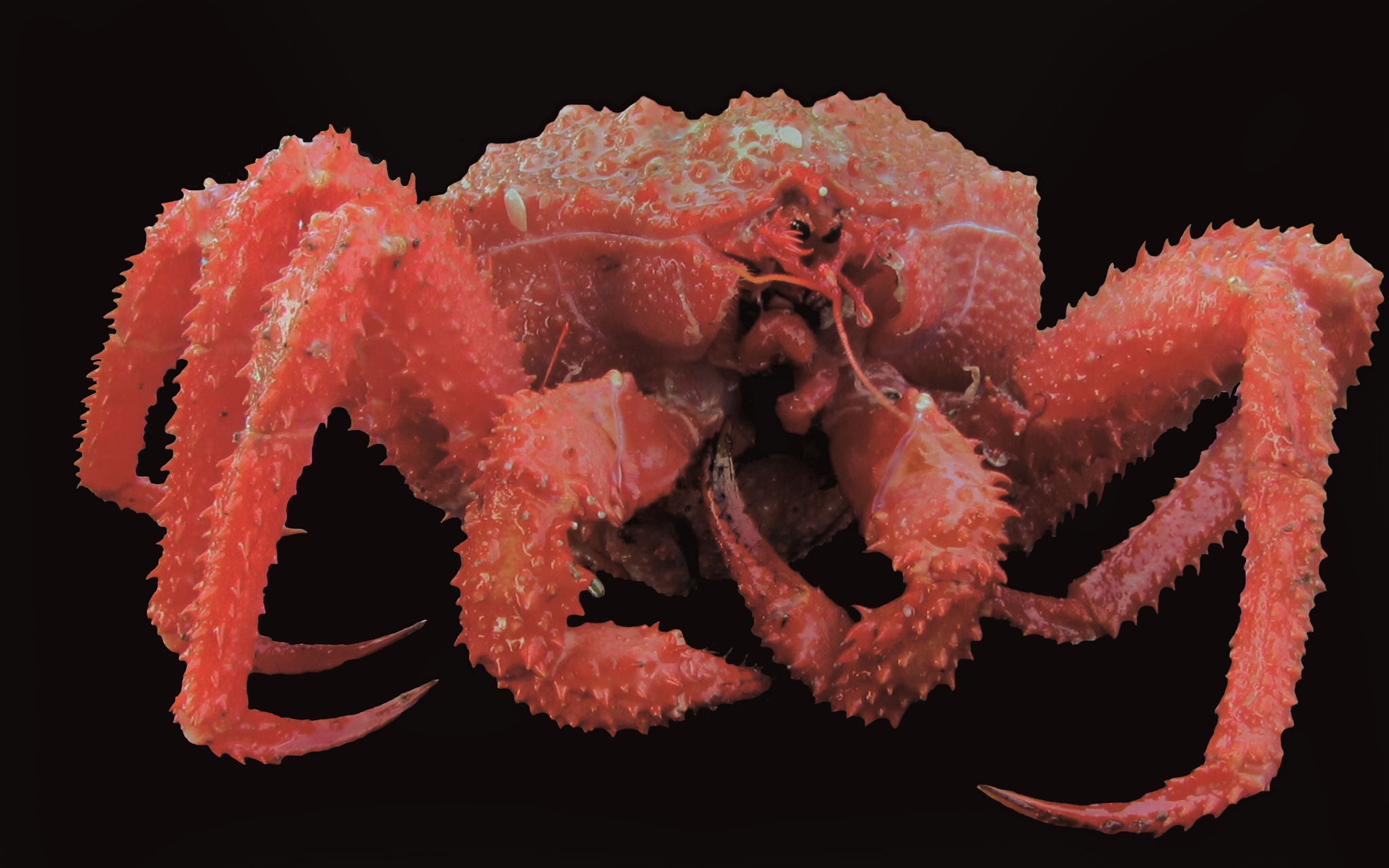 Préstamos de material biológico de Invemar