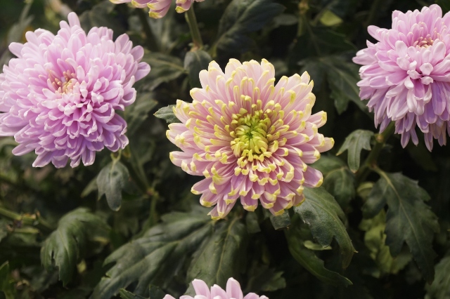 Registros para lugar de producción de flores 