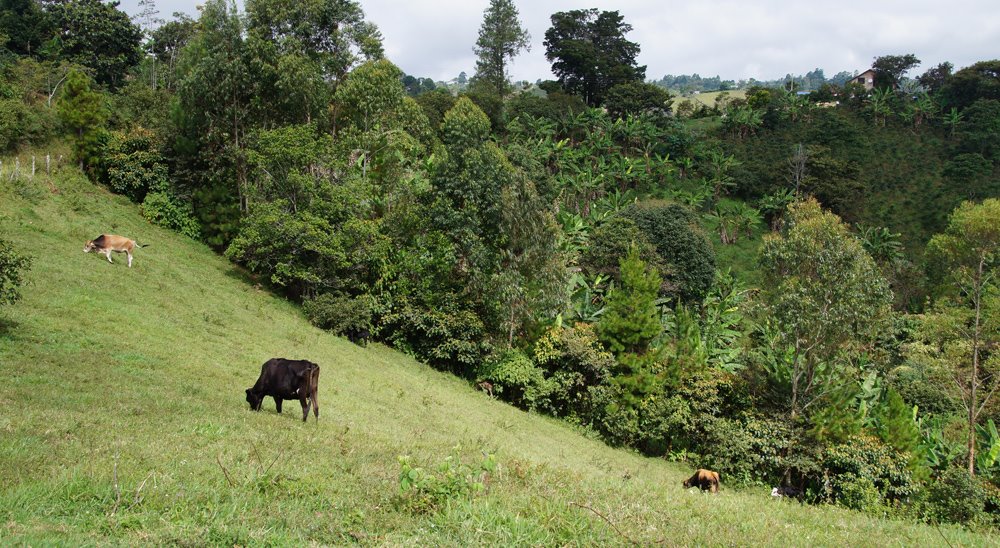 Demanda judicial para restitución de tierras