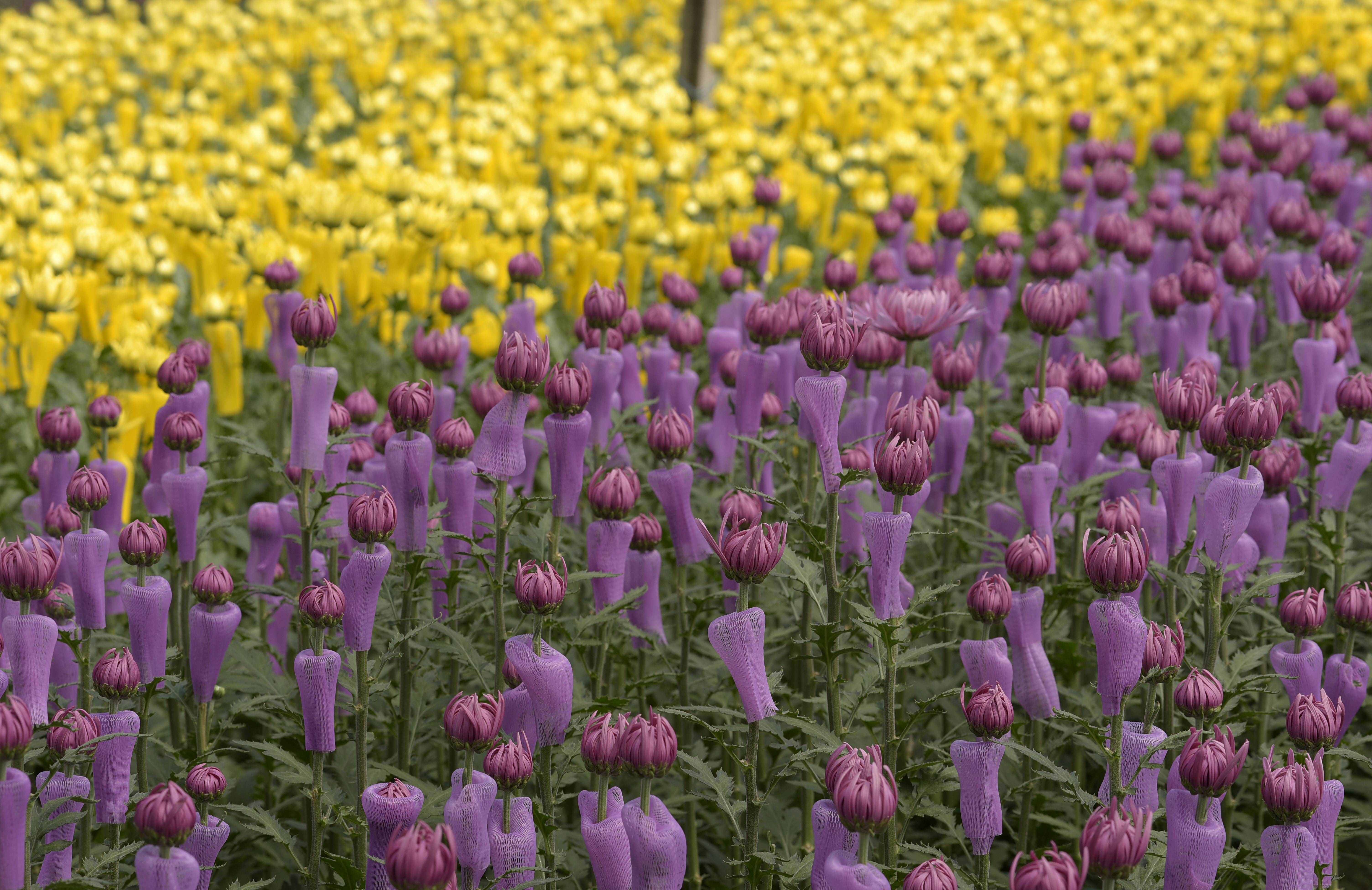 Registro como productor o exportador de flores