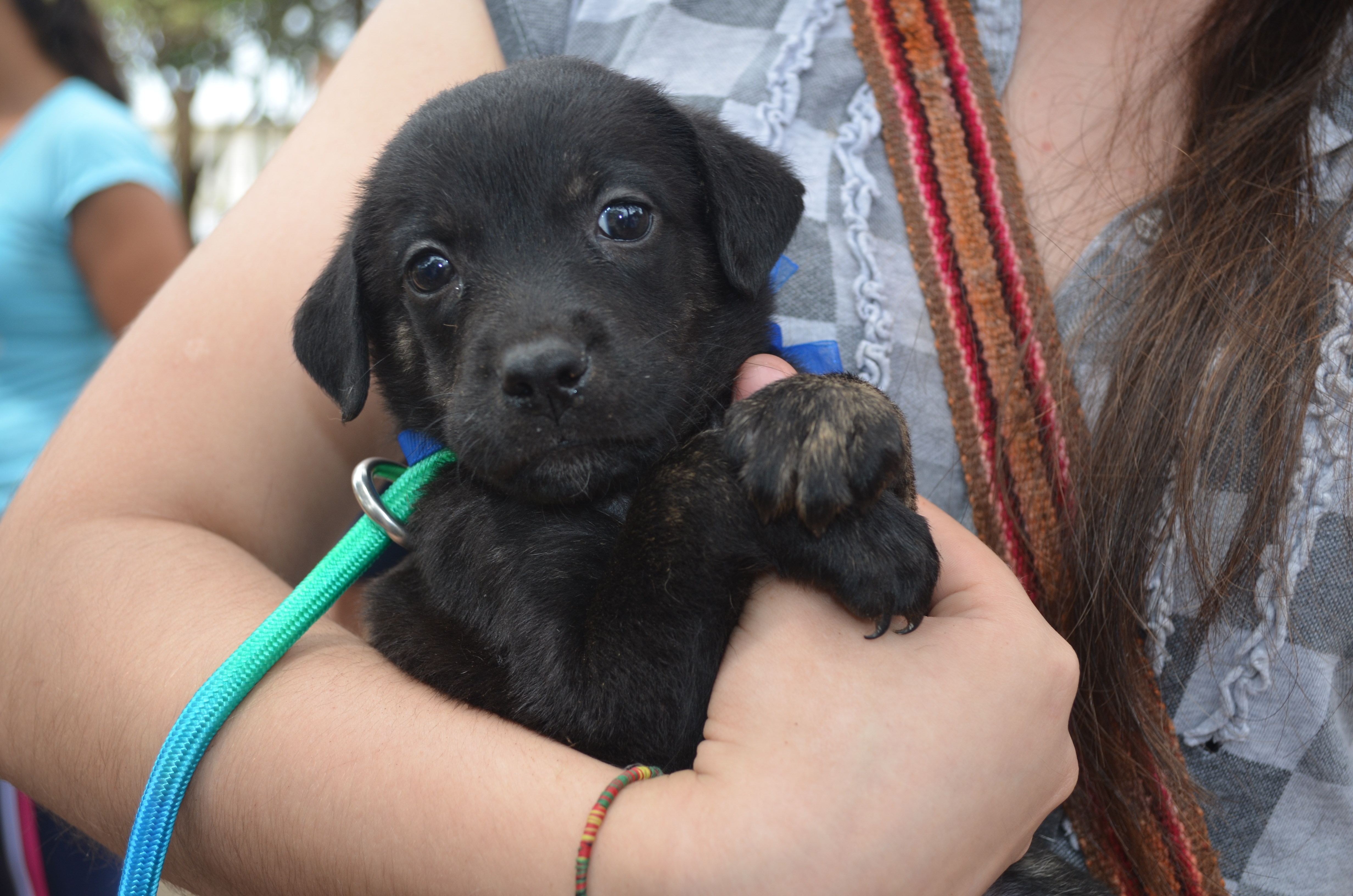 Vacunación de perros y gatos en Matanza, Santander