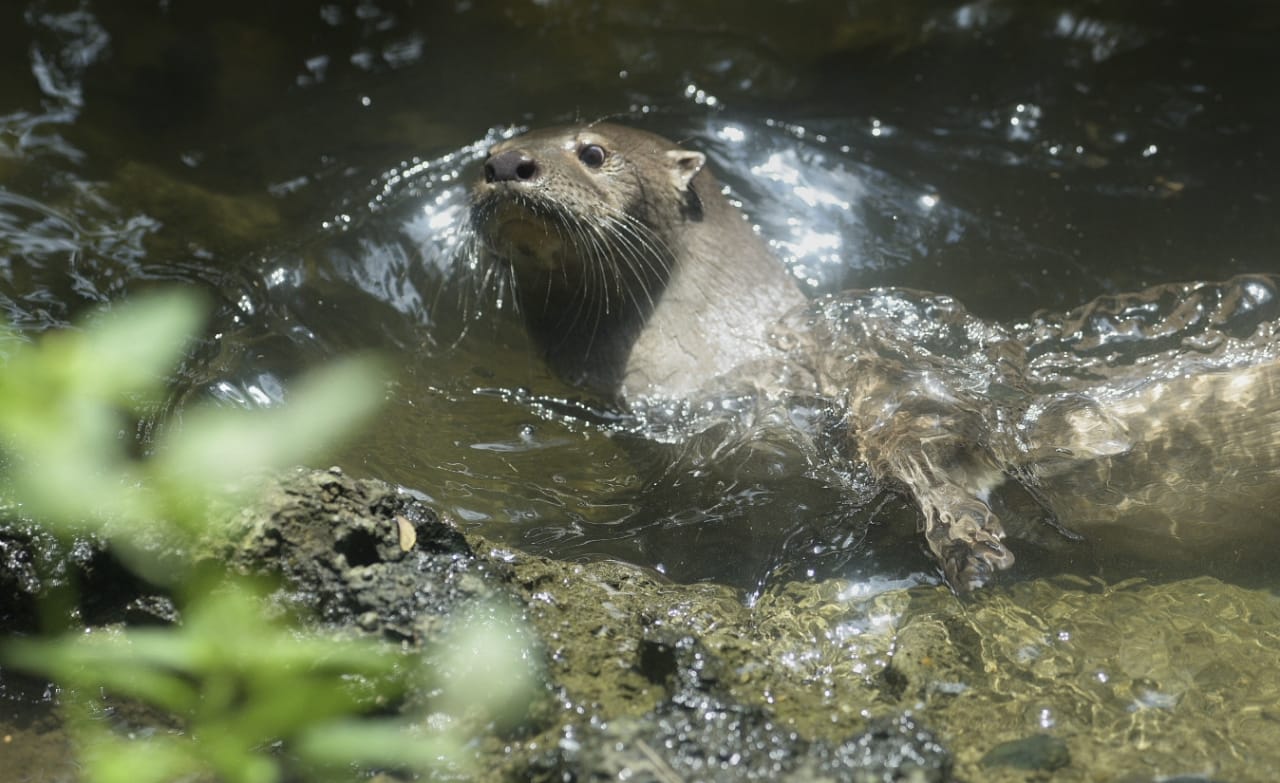 Presentación plan de manejo ambiental ante la ANLA