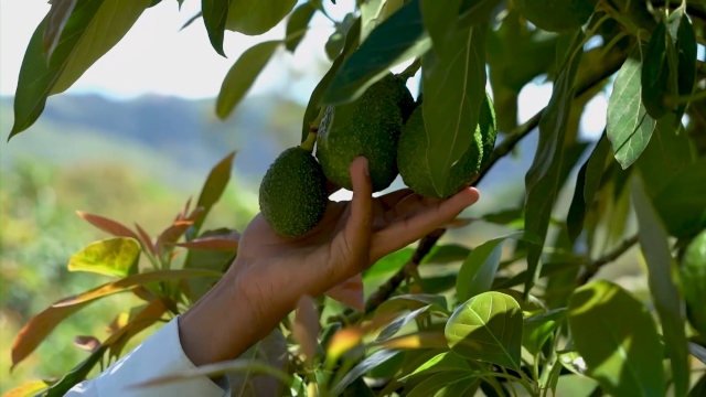 Registros para exportación de vegetales frescos 
