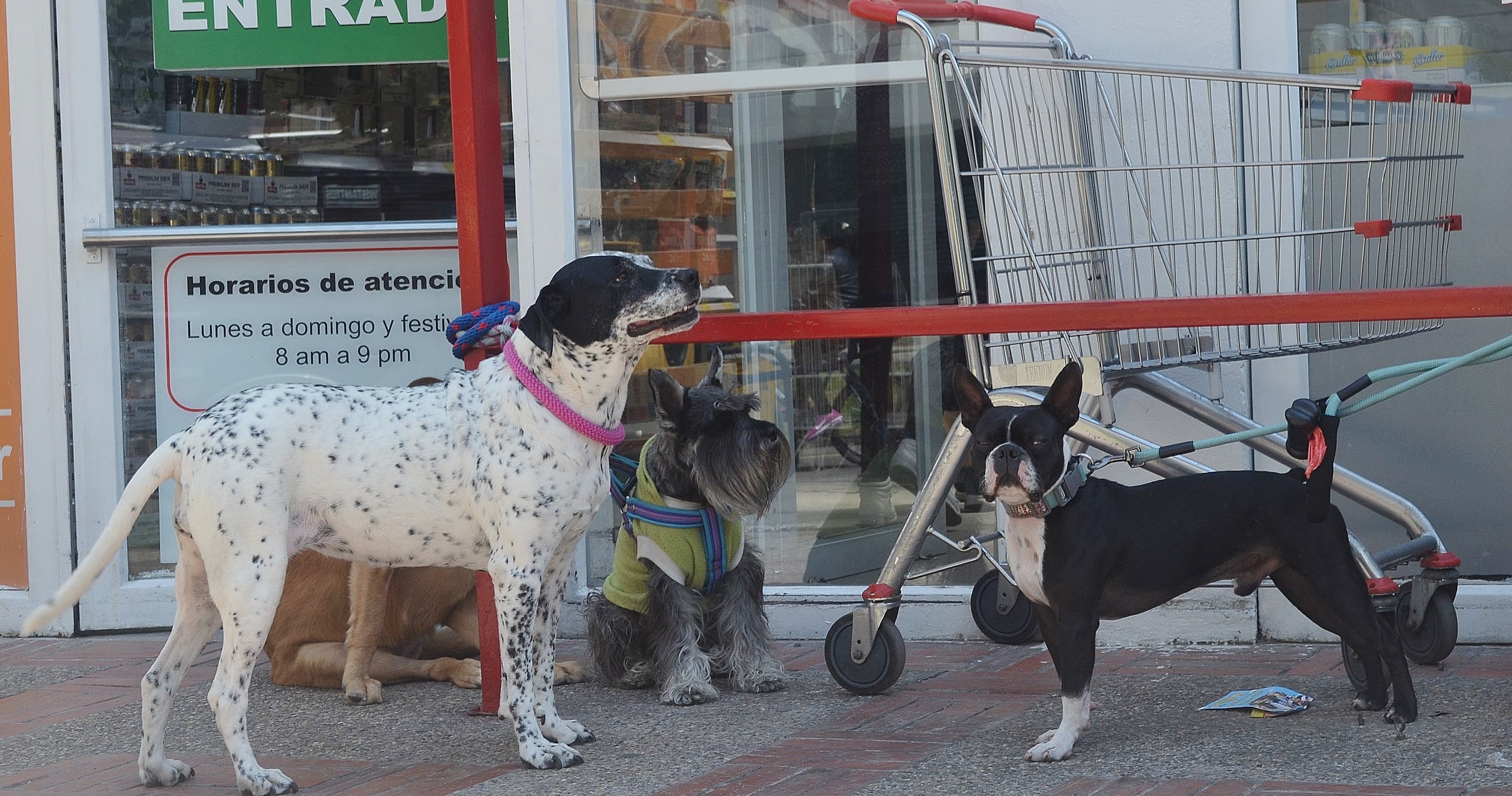 Esterilización de perros y gatos en Chocontá